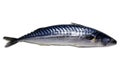 Fresh mackerel on a white background. Raw fish. Mackerel isolate. An ingredient for a fish dish Royalty Free Stock Photo