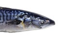 Fresh mackerel on a white background. Raw fish. Mackerel isolate. An ingredient for a fish dish Royalty Free Stock Photo