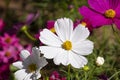 Fresh macro pink purple and white cosmos flower blooming in natural botany garden park Royalty Free Stock Photo