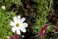 Fresh macro pink white and purple cosmos flower blooming in natural botany garden park green leaves background Royalty Free Stock Photo