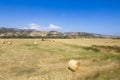 Fresh made straw bales in a grain field