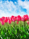 Fresh magenta tulips with sky Royalty Free Stock Photo