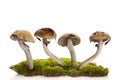 Fresh magic mushrooms on moss isolated over white background Royalty Free Stock Photo