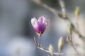 Fresh Magnolia flower appears in early spring time Royalty Free Stock Photo