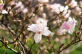 Fresh magnolia flowers blooming in spring. Beautiful pink magnolia tree blossom against light sky. Royalty Free Stock Photo