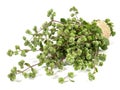 Fresh Majoram on white Background - Isolated Royalty Free Stock Photo