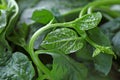 Malabar spinach up close Royalty Free Stock Photo