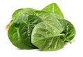Fresh malabar spinach Royalty Free Stock Photo