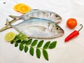 Fresh Malabar Trevally fish decorated with herbs and fruits ,Isolated on white Background.Selective focus.Space for text Royalty Free Stock Photo