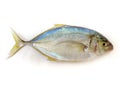 Fresh Malabar Trevally fish Isolated on white Background.Selective focus.Space for text Royalty Free Stock Photo