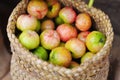 Fresh Malpighiaceae fruit or cherry in burlap sack Royalty Free Stock Photo