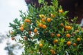 Fresh mandarin fruits on the tree Royalty Free Stock Photo