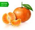 Fresh mandarin with green leaf on a branch and slices.