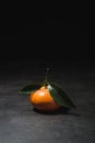Fresh mandarin with leaves on dark background Royalty Free Stock Photo