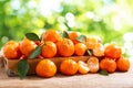 Fresh mandarin oranges fruit or tangerines with leaves over green blurred background