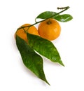 fresh mandarin or tangerine with green leaves isolated Royalty Free Stock Photo