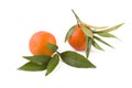 Fresh mandarines isolated on white background. Oranges are arranged in rows.