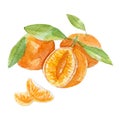 Fresh mandarins illustration. Hand drawn watercolor on white background.