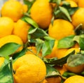 fresh mandarins sales on the market