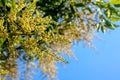 Fresh mango flower Royalty Free Stock Photo