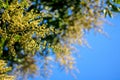 Fresh mango flower Royalty Free Stock Photo