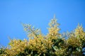 Fresh mango flower Royalty Free Stock Photo