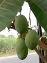 Fresh Mango Fruit Hanging on Tree in Orchard Royalty Free Stock Photo