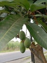 Fresh Mango Fruit Hanging on Tree in Orchard Royalty Free Stock Photo