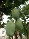 Fresh Mango Fruit Hanging on Tree in Orchard Royalty Free Stock Photo