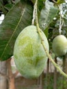 Fresh Mango Fruit Hanging on Tree in Orchard Royalty Free Stock Photo