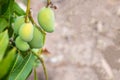 .Fresh mango fruit from mango tree