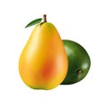 Fresh mango fruit. Two whole ripe fruit isolated. Healthy diet. Vegetarian food