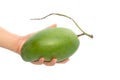 Fresh mango - Green mangoes on woman hands with isolated on whit Royalty Free Stock Photo