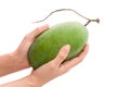 Fresh mango - Green mangoes on woman hands with isolated on whit Royalty Free Stock Photo