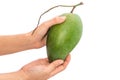 Fresh mango - Green mangoes on woman hands with isolated on whit Royalty Free Stock Photo