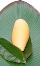 Fresh mango on the leaf