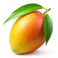 Fresh Mango with Leaf on Isolated White Background Royalty Free Stock Photo