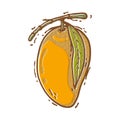 Fresh mango sketch. hand draw technique. full color