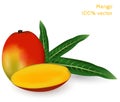 Fresh mango with slice of mango. Photorealistic vector image.