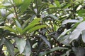 Fresh mango tree leaves are Royalty Free Stock Photo