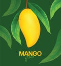 Fresh mango Vector illustration Royalty Free Stock Photo