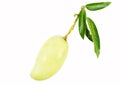 Fresh mango white leave on white
