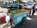 Fresh Mangoes and Cut Mangoes being sold on the roadside Royalty Free Stock Photo