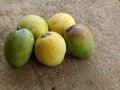 Fresh mangoes from India summer fruit