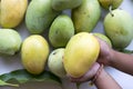 Fresh mangoes