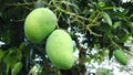 Fresh mangoes on the tree ready to be harvested