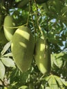 fresh mangoes in the tree