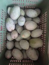 Fresh mangos on the basket in the farm Royalty Free Stock Photo
