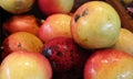 Fresh mangos fruit in Costa Rica for a tropical breakfast Royalty Free Stock Photo