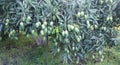 Mangos on the tree in farms in Asia Royalty Free Stock Photo